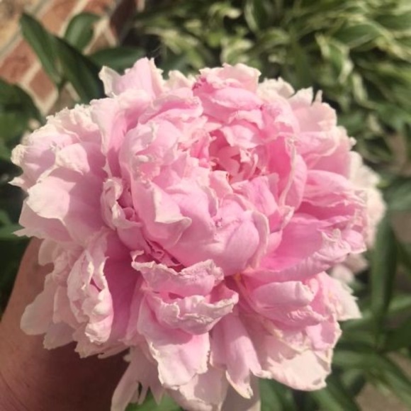 Meet your Posher, Cleah - Picture 1 of 1